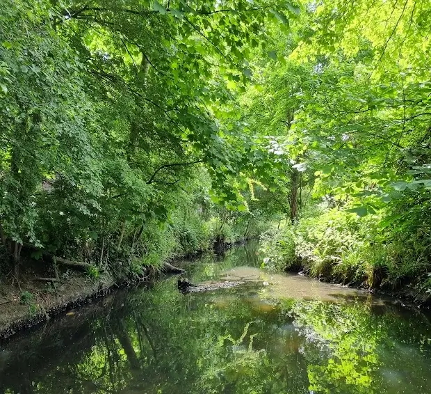 pymmes brook flowing through a wooded area with natural looking banks 1