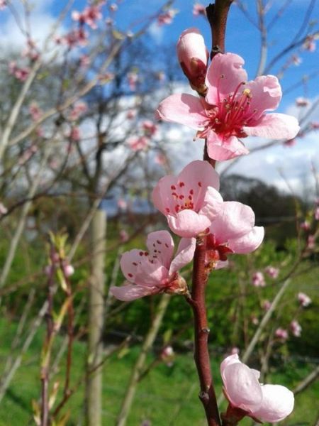 pink apple blossom in broomfield community orchard
